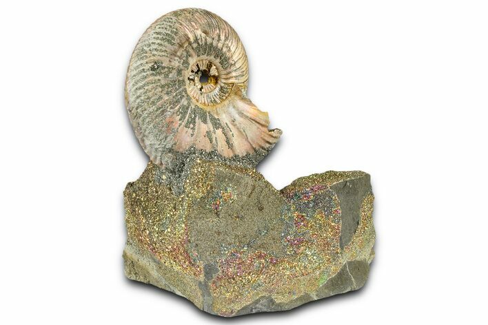 Iridescent Pyritized Ammonite (Quenstedticeras) Fossil Display #368840